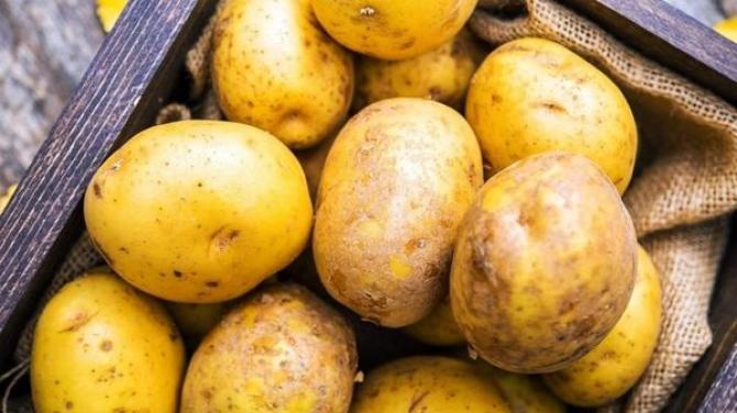 Сорта картофеля — описание, характеристика, регион выращивания Картофель софия описание сорта